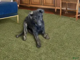 German Shepherd dogs Blue collar - Ad 1