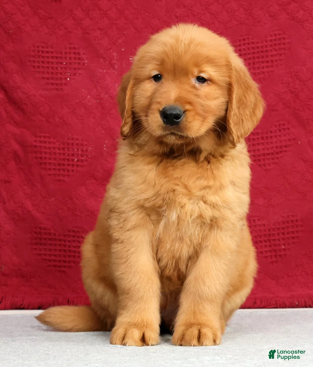 Golden Retriever dogs for sale: Denali - Ad 2