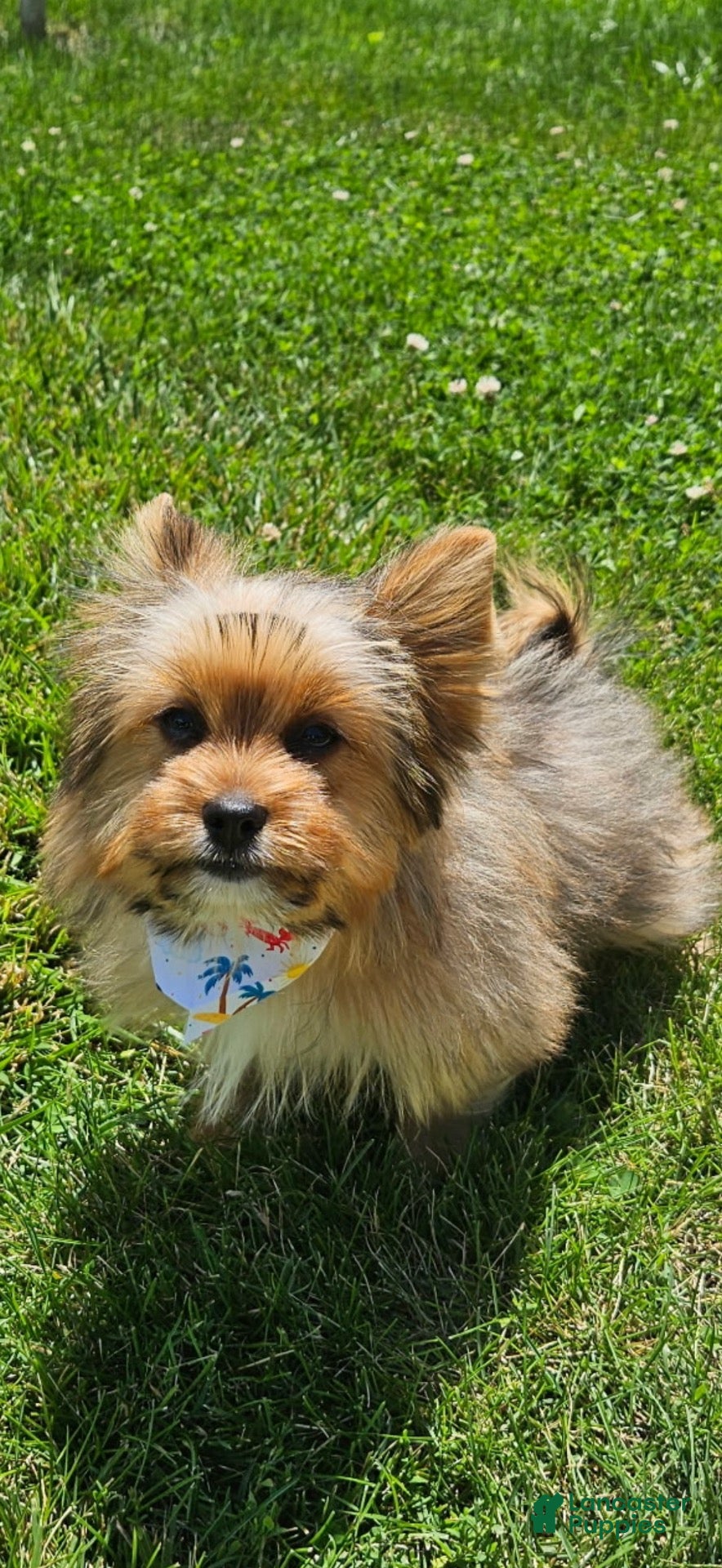 Shorkie dogs Shorkie 1 - Ad 22
