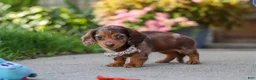 Miniature Dachshund dogs for sale: Chloe - Ad 9