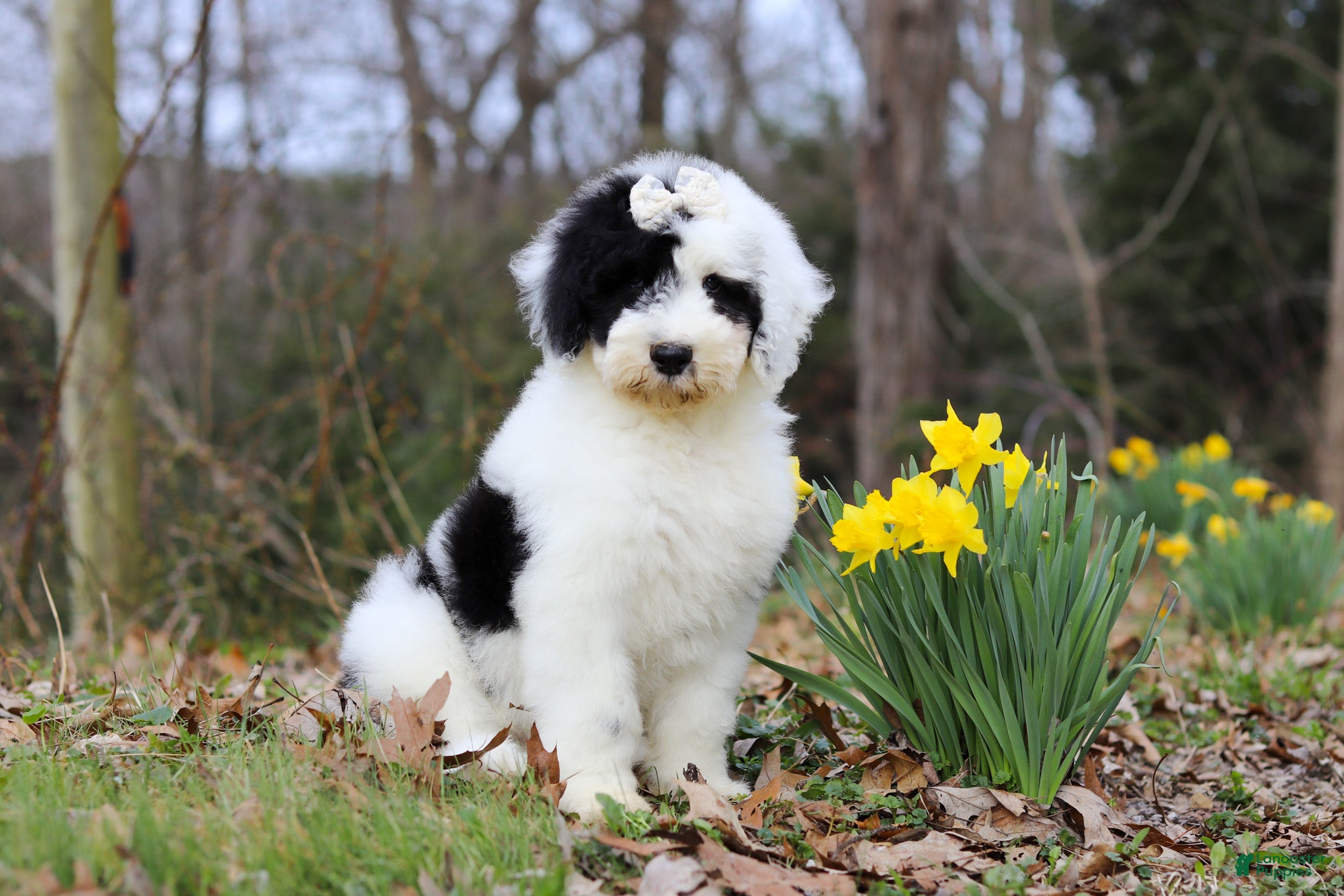 Sheepadoodle dogs Nova - Ad 1