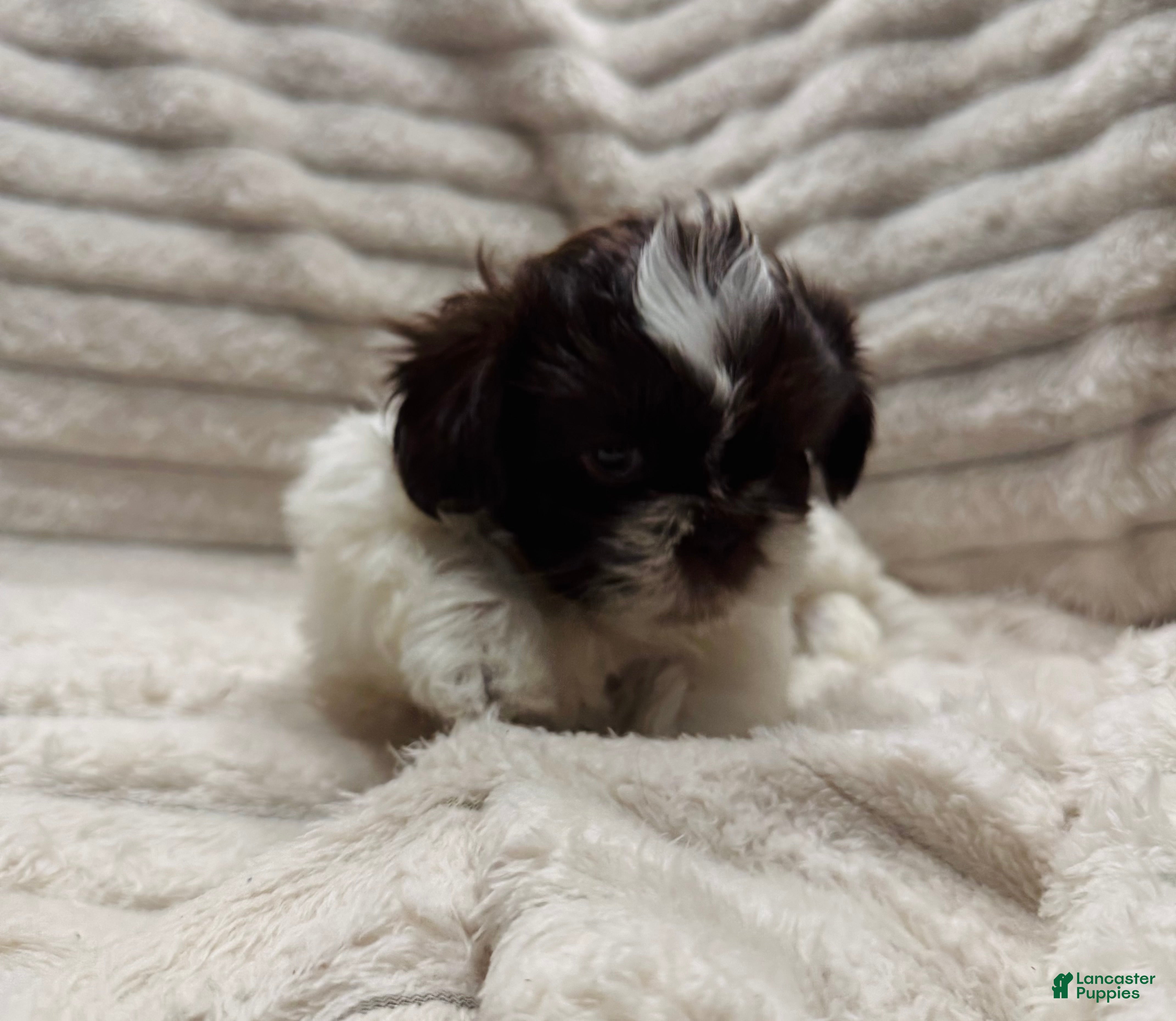 Shih Tzu dogs Shih Tzu 1 - Ad 9