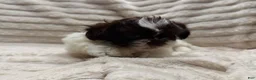 Shih Tzu dogs for sale: Shih Tzu 1 - Ad 1