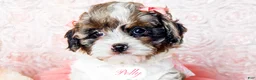 Cavapoo dogs for sale: Polly - Ad 5