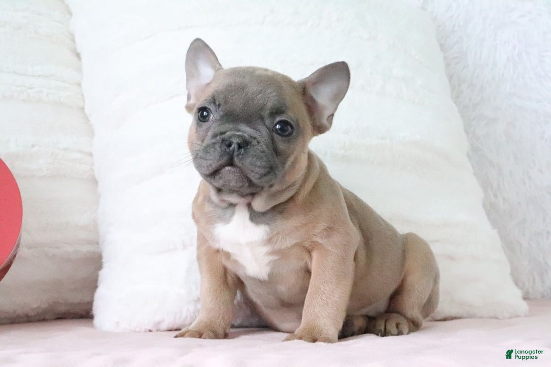 French Bulldog dogs for sale: Sally - Ad 1