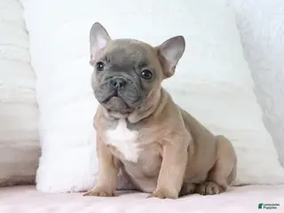French Bulldog dogs Sally - Ad 28
