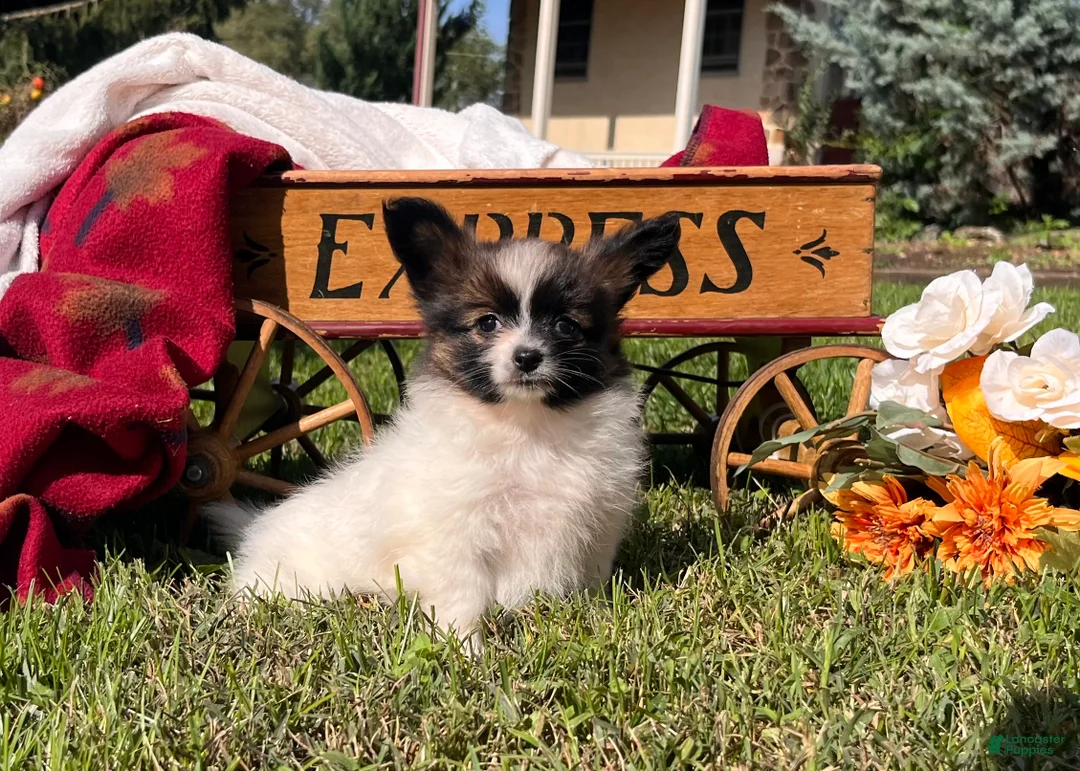 Papillon dogs for sale: Lil Patsy❤️AKC Imported Momma From Poland🐾Text or Call - Ad 1