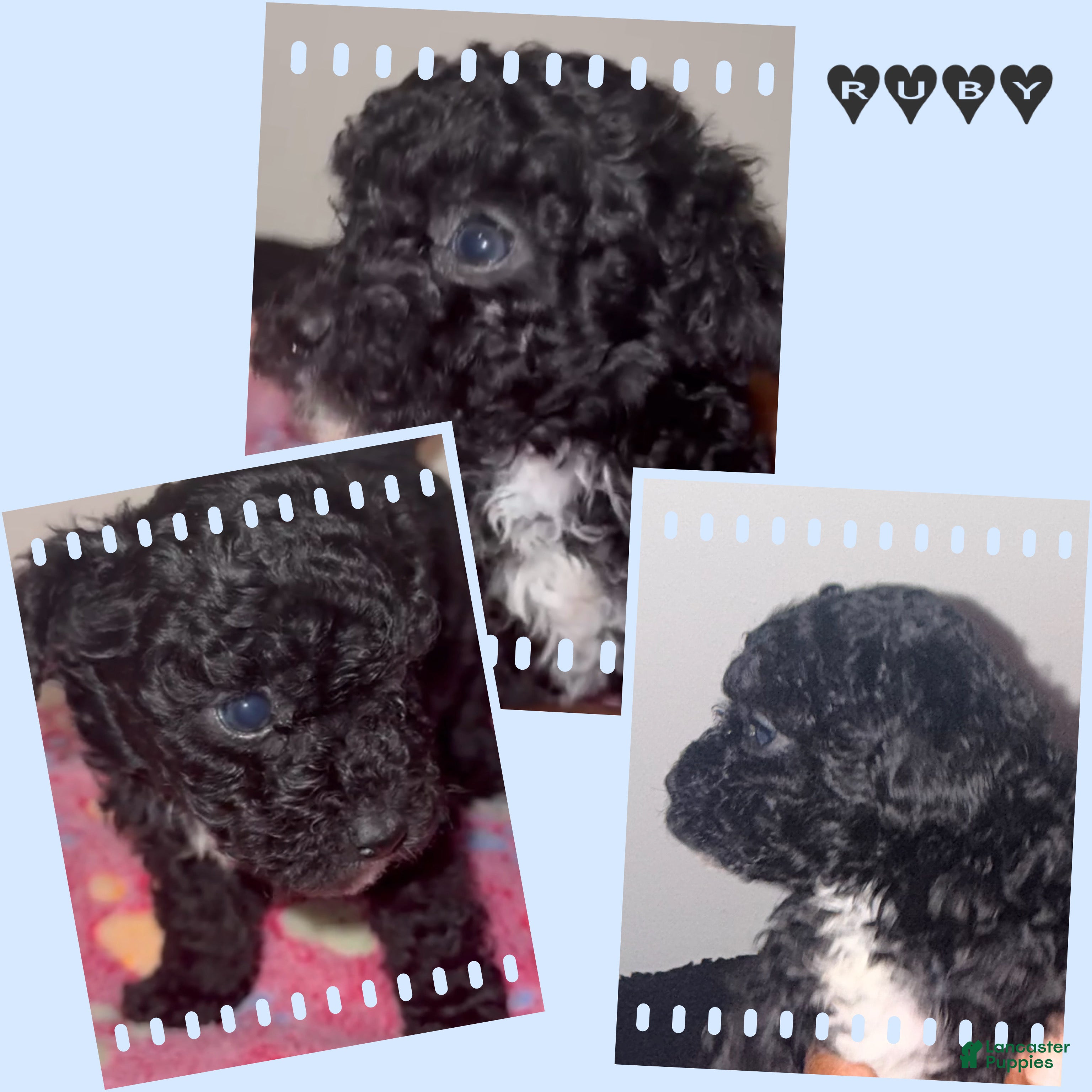 Miniature Poodle dogs Miniature Poodle 5 - Ad 4