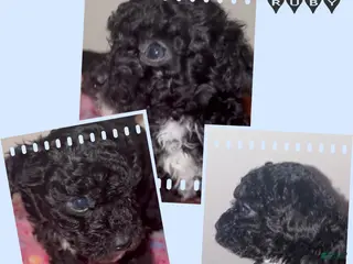 Miniature Poodle dogs Miniature Poodle 5 - Ad 4