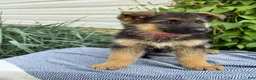 German Shepherd dogs for sale: Georgia - Ad 9
