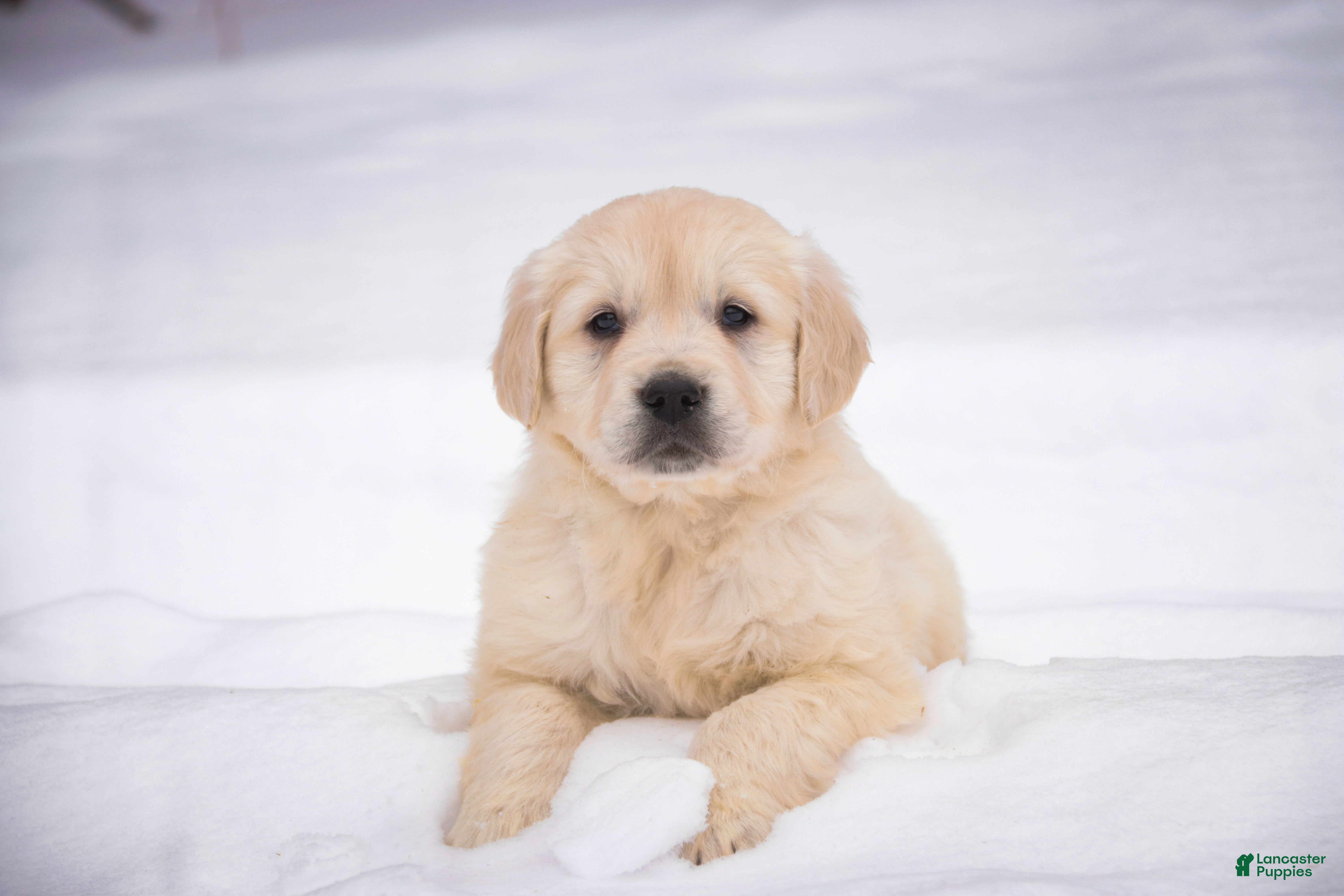 Golden Retriever dogs Raine - Ad 30