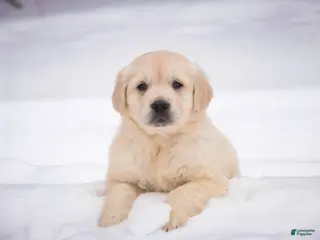 Golden Retriever dogs Raine - Ad 30