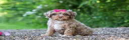 Cavapoo dogs for sale: Tulip - Ad 3