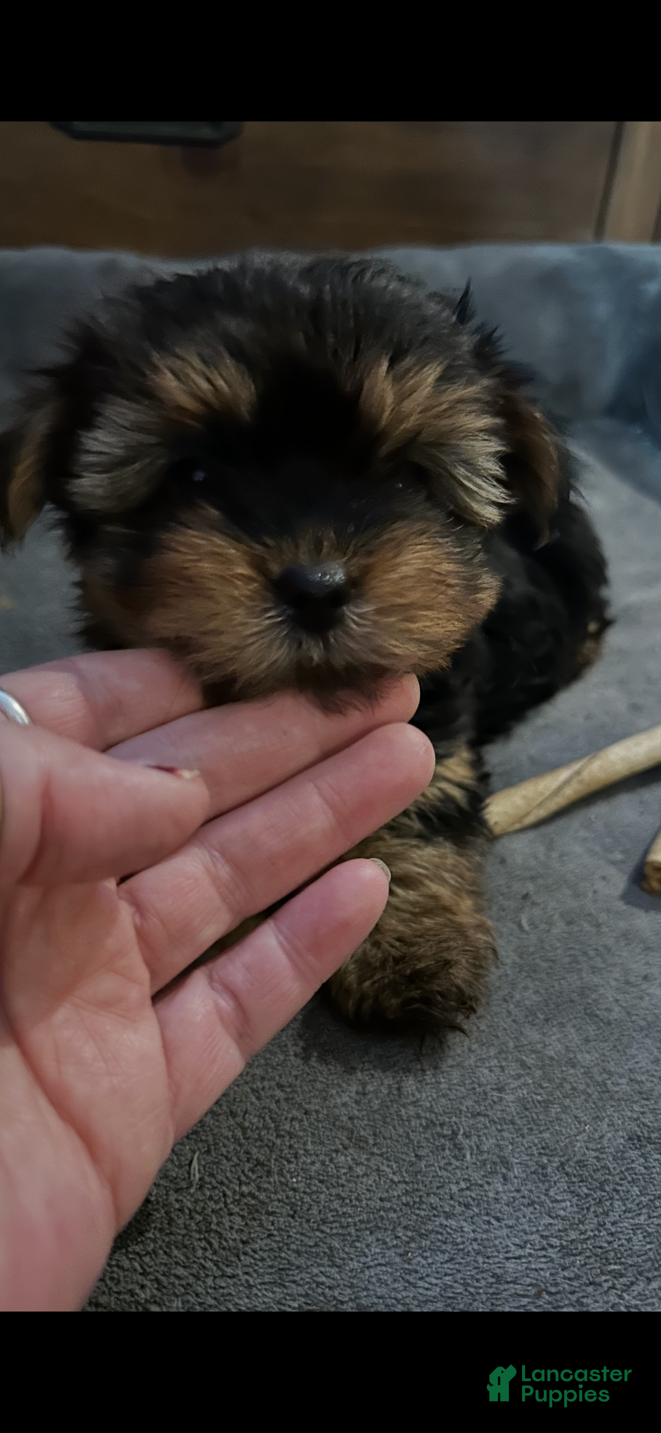 Yorkshire Terrier dogs Yorkshire Terrier Puppy 2 - Ad 1