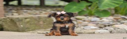 Yorkiepoo dogs for sale: Riot - Ad 8