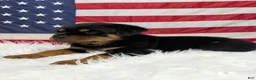 Rottweiler dogs for sale: Rocky - Ad 5