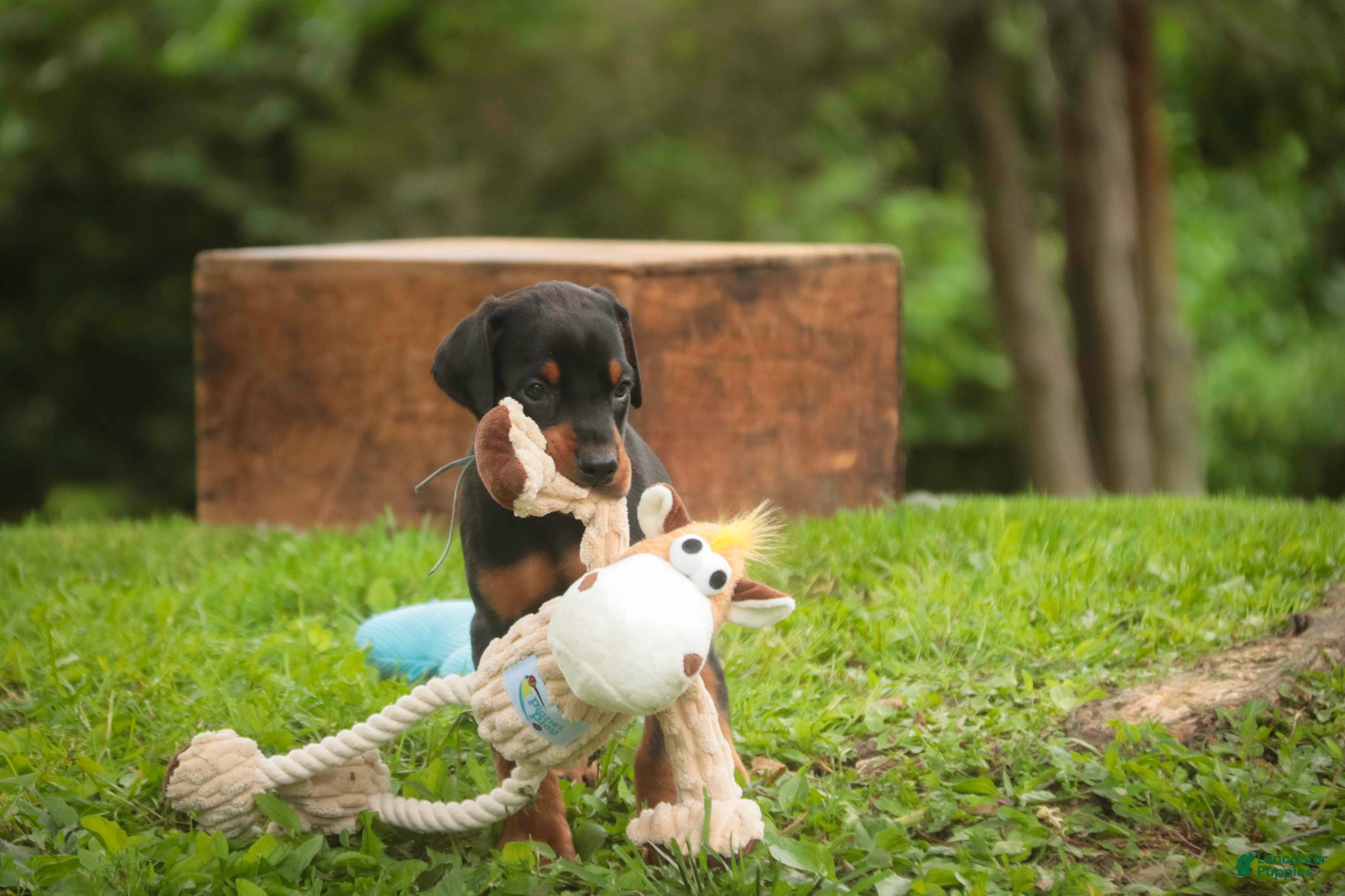 Doberman Pinscher dogs for sale: Cedric - Ad 4