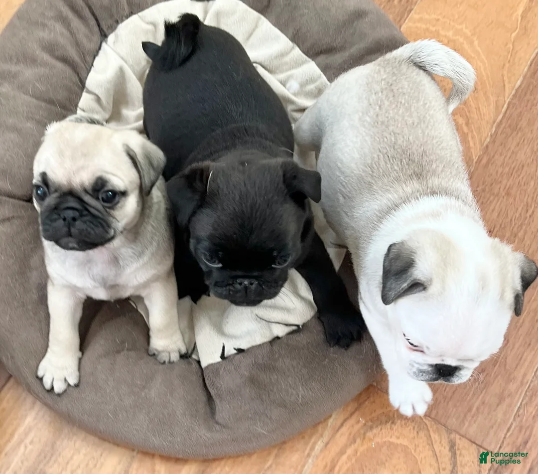 Pug dogs for sale: Pug Puppy 2 - Ad 6
