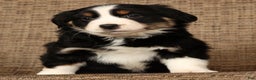 Miniature Australian Shepherd dogs for sale: Twilight - Ad 8