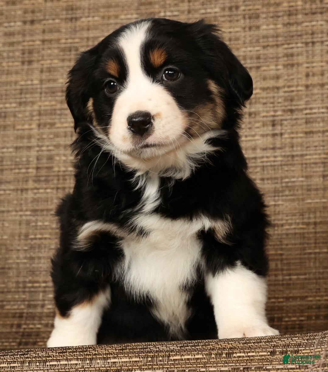 Miniature Australian Shepherd dogs for sale: Twilight - Ad 8