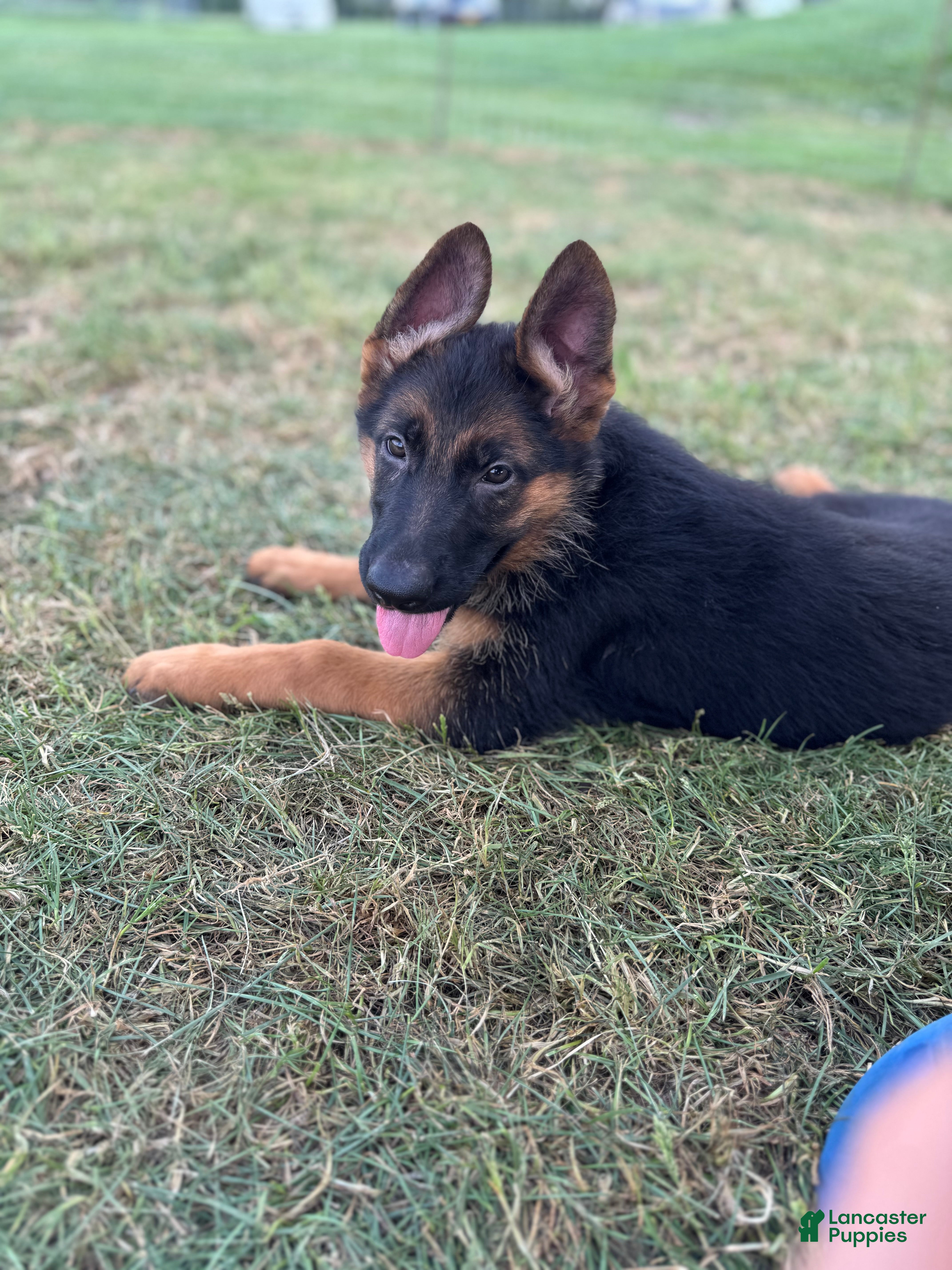 German Shepherd dogs German Shepherd Puppy 2 - Ad 16