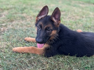 German Shepherd dogs - Ad 28