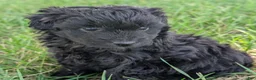 Pomapoo dogs for sale: Poppy - Ad 5