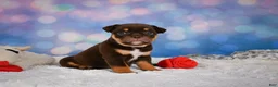 English Bulldog dogs for sale: Molly - Ad 7