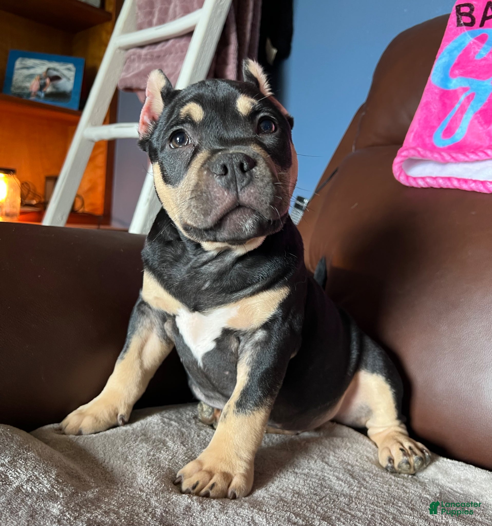 American Bully dogs Kahlua - Ad 1
