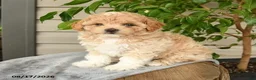 Shihpoo dogs for sale: Milo - Ad 3