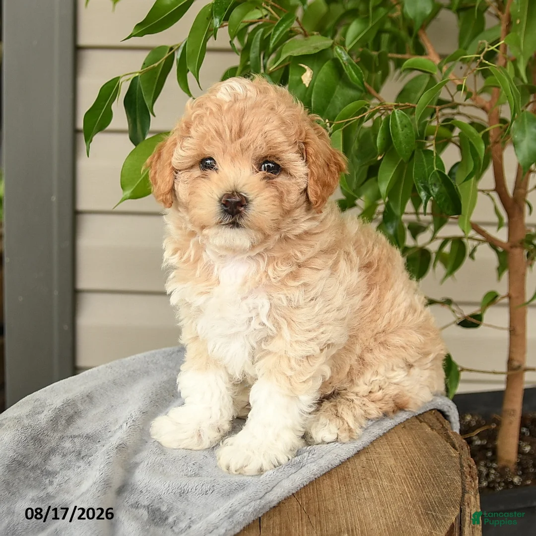 Shihpoo dogs for sale: Milo - Ad 3
