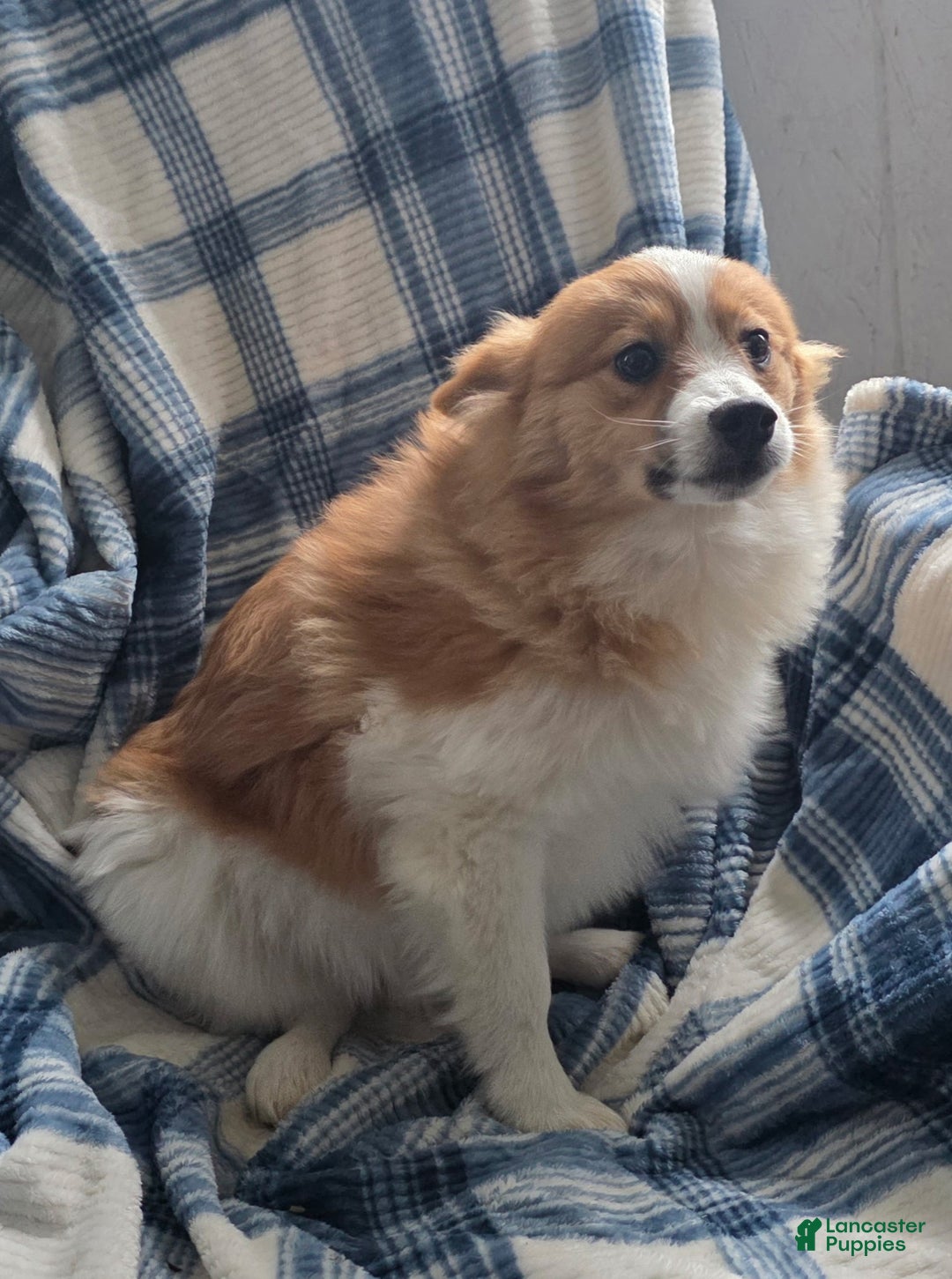 Pomeranian dogs for sale: Sally May - Ad 2