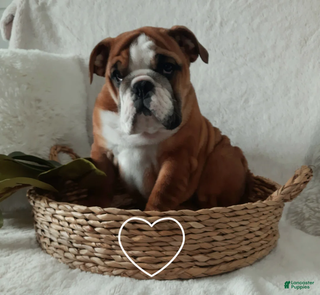 English Bulldog dogs for sale: Dana - Ad 2