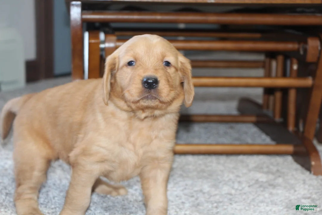 Golden Retriever dogs for sale: Raven - Ad 3