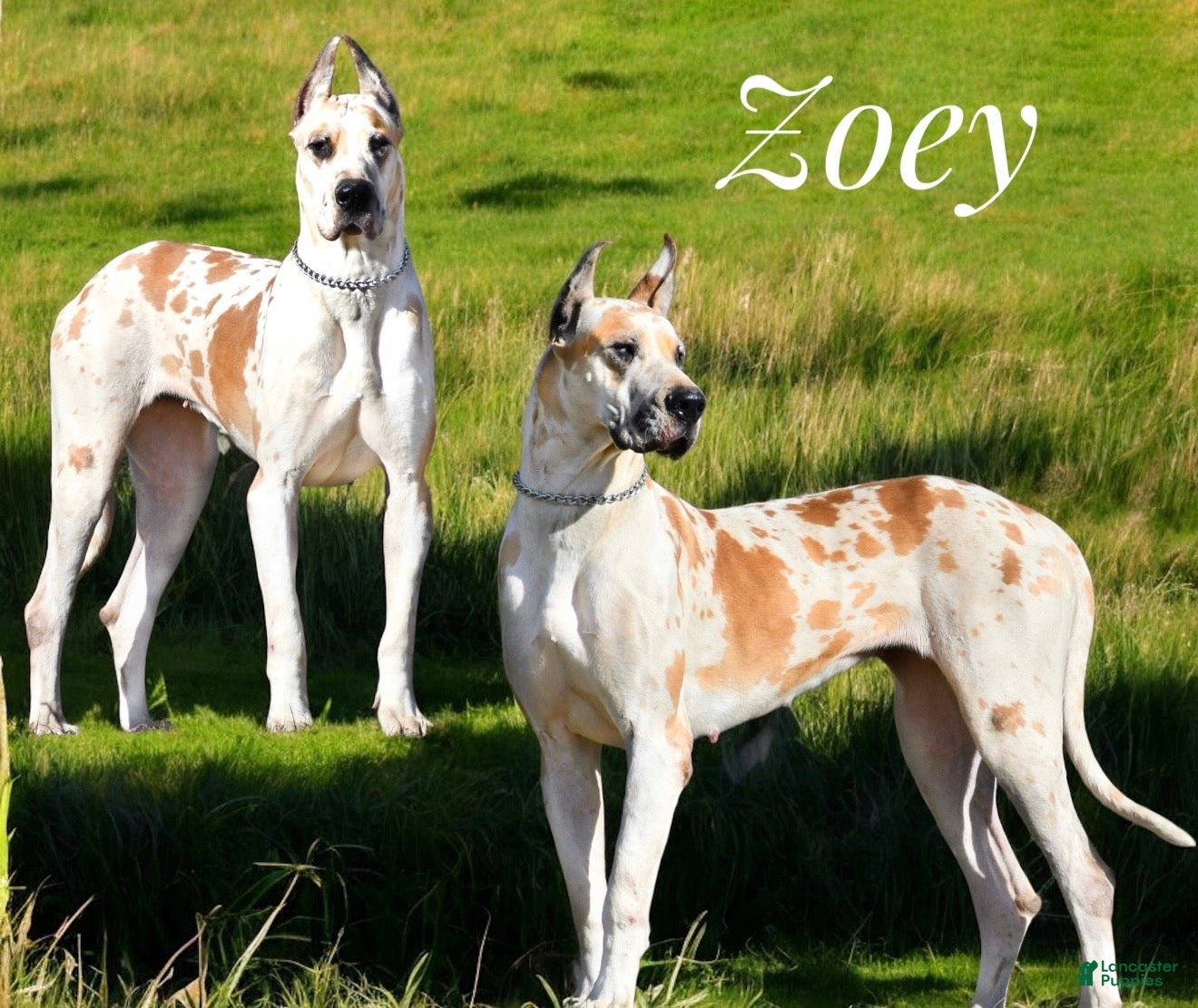 Great Dane dogs Zoey - Ad 24