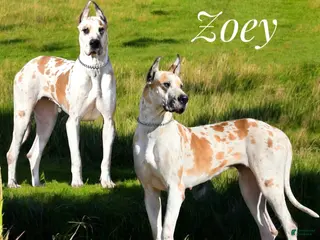 Great Dane dogs Zoey - Ad 3