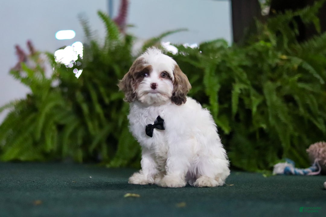 Cavapoo dogs for sale: Captain - Ad 4