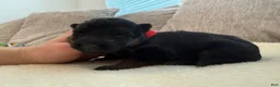 German Shepherd dogs for sale: Red Girl - Ad 6