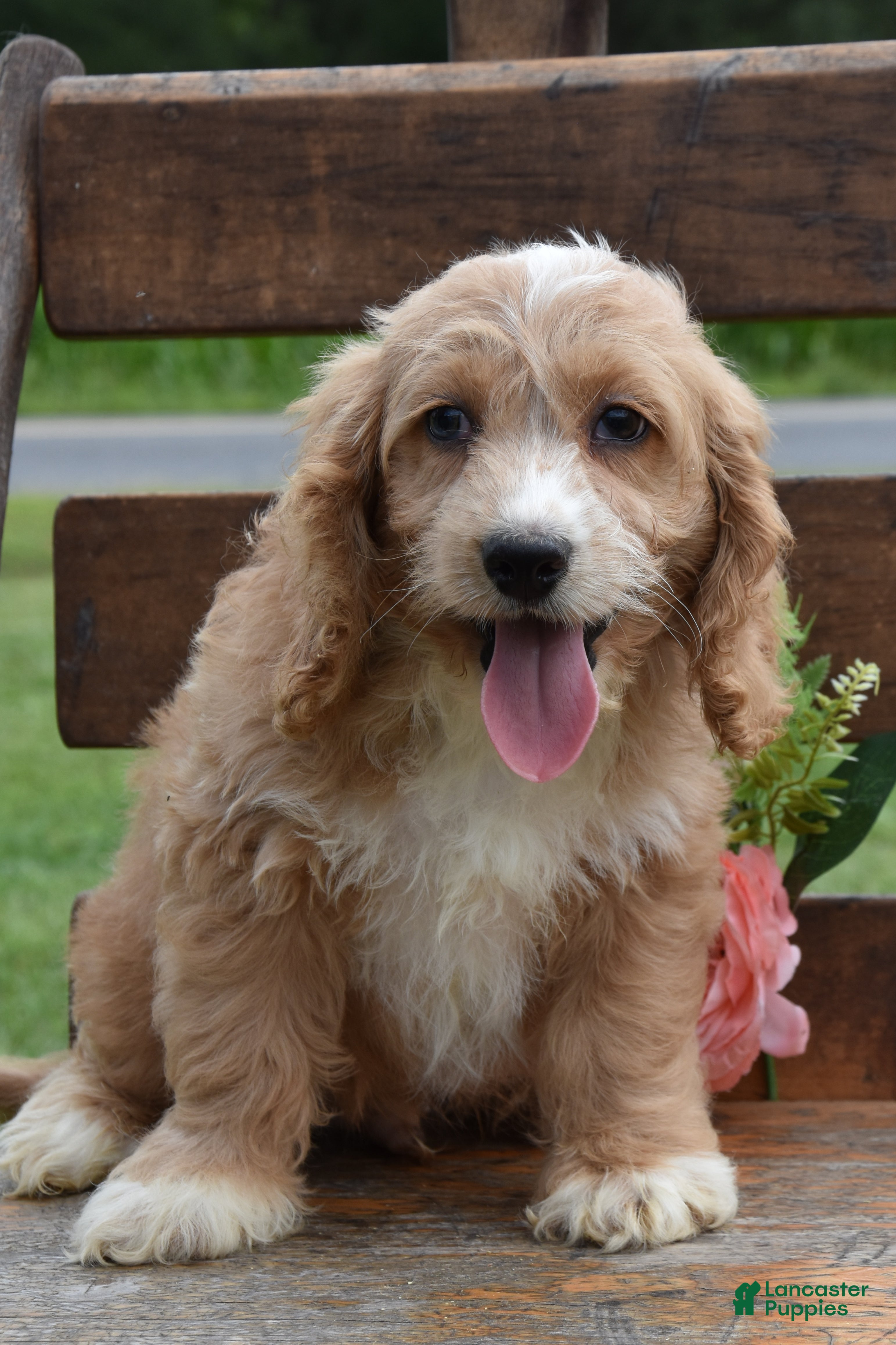 English Cocker Maltese Cocker Spaniel Mix For Sale Cocker Spaniel Puppy  King Charles Maltese Mix Cavalier Puppies For, image size:3086x4629