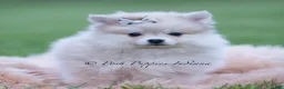 Pomeranian dogs for sale: Ollie - Ad 2