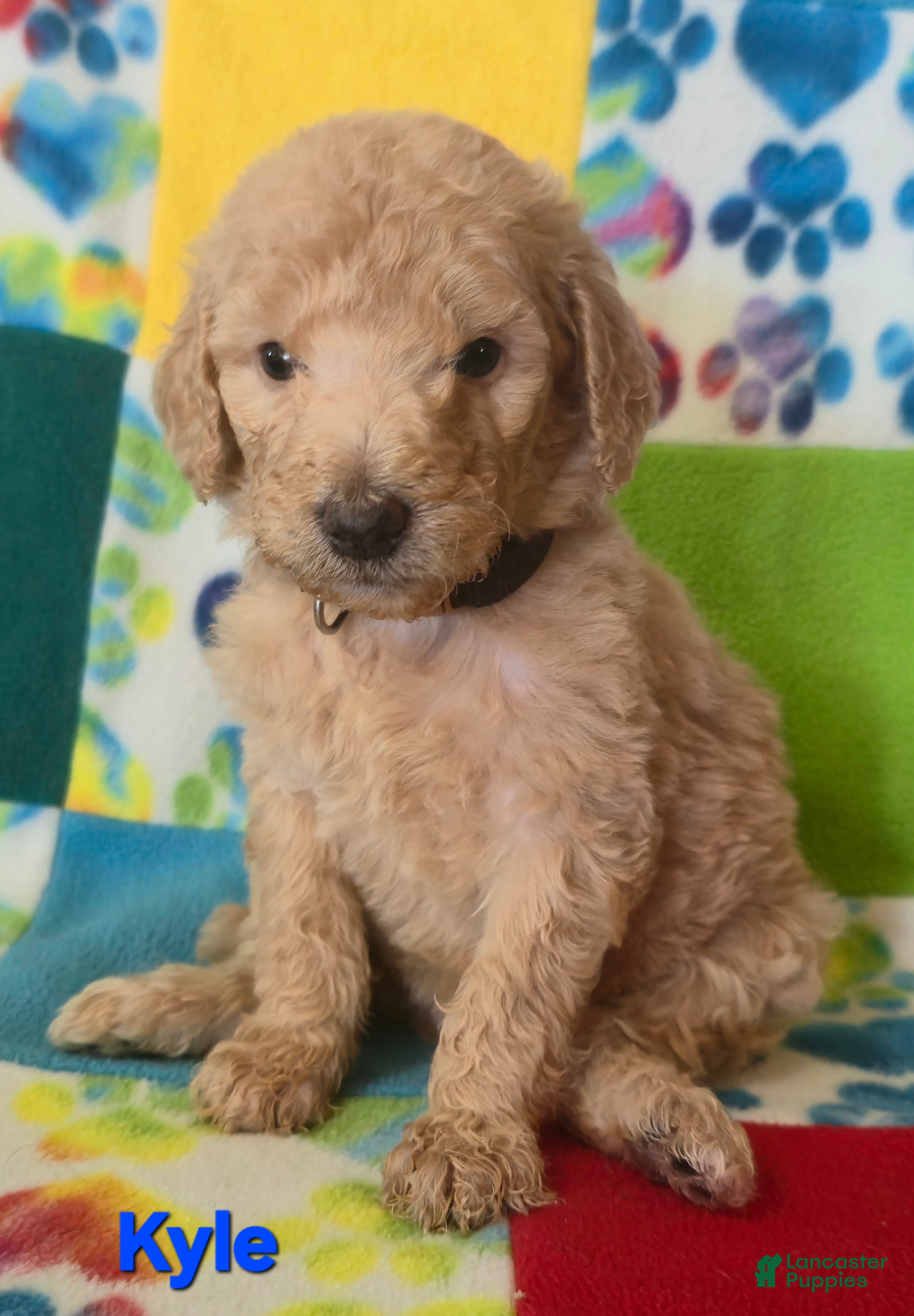 Standard Poodle dogs Kyle - Ad 5