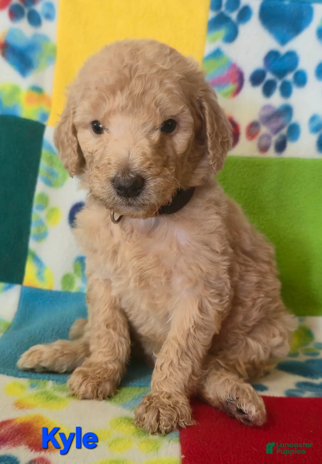 Standard Poodle dogs for sale: Kyle - Ad 1