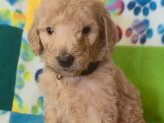 Standard Poodle dogs Kyle - Ad 5