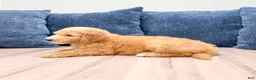 Mini Goldendoodle dogs for sale: Lynn - Ad 3