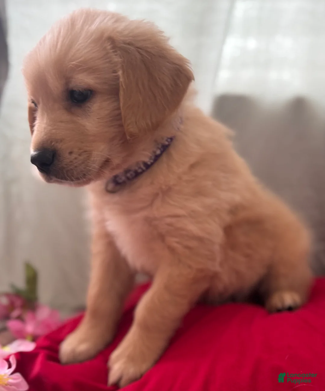 Mixed Breed dogs for sale: Purple Collar - Ad 1
