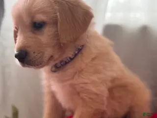 Mixed Breed dogs Purple Collar - Ad 8