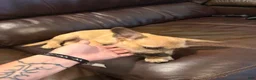 Mixed Breed dogs for sale: Mixed Breed 1 - Ad 4