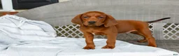 Redbone Coonhound dogs for sale: Buck - Ad 3