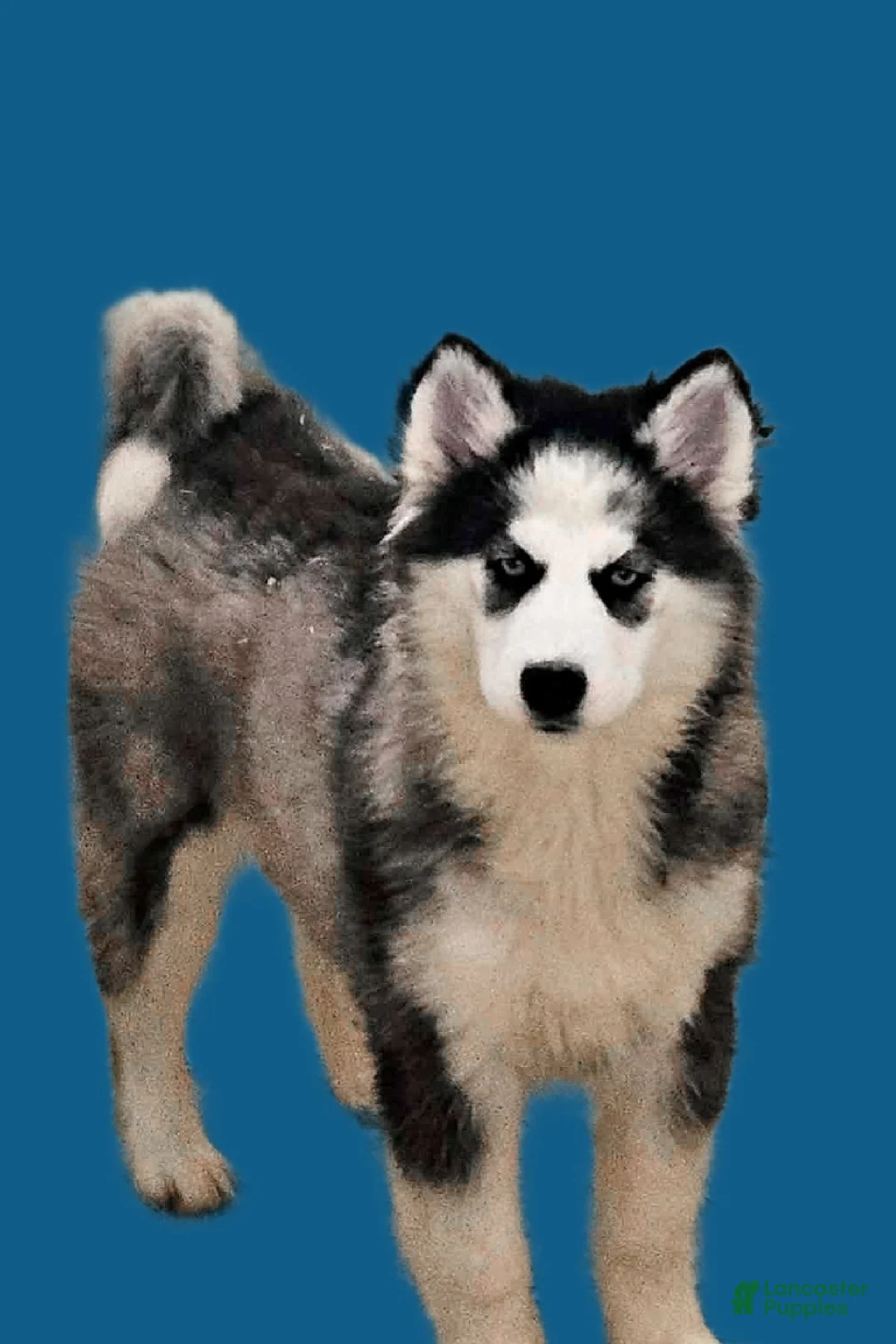 Siberian Husky dogs for sale: Brinley - Ad 1