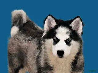 Siberian Husky dogs for sale: Brinley - Ad 3